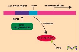 Isopropyl β-D-1-thiogalactopyranoside