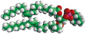 22:1 (Cis) PC 1,2-dierucoyl-sn-glycero-3-phosphocholine, powder