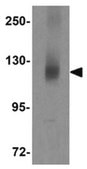 Anti-CIITA Antibody from rabbit, purified by affinity chromatography
