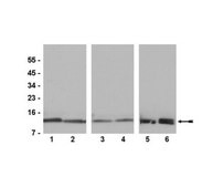 Anti-Histone H4 Antibody, pan, clone 62-141-13, rabbit monoclonal clone 62-141-13, Upstate®, from rabbit