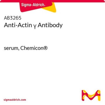 Anti-Actin γ Antibody serum, Chemicon®