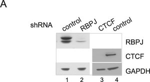 抗CTCF抗体 serum, Upstate&#174;