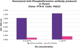 Anti-Phosphothreonine antibody, Mouse monoclonal clone PTR-8, purified from hybridoma cell culture
