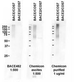 Anti-BACE Antibody, CT, clone 61-3E7 clone 61-3E7, Chemicon®, from mouse
