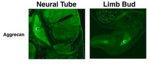 Anti-Aggrecan Antibody Chemicon®, from rabbit
