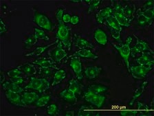 Monoclonal Anti-ACBD3 antibody produced in mouse clone 2G2, purified immunoglobulin, buffered aqueous solution