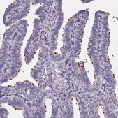 Anti-SPEF2 antibody produced in rabbit Prestige Antibodies® Powered by Atlas Antibodies, affinity isolated antibody, buffered aqueous glycerol solution