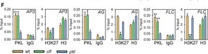 Anti-trimethyl-Histone H3 (Lys27) Antibody Upstate®, from rabbit
