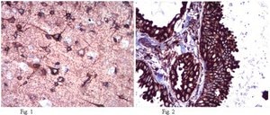 Anti-Calnexin Antibody from rabbit, purified by affinity chromatography