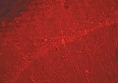 Donkey Anti-Rabbit IgG Antibody, Cy3 conjugate, Species Adsorbed Chemicon®, from donkey