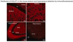 Anti-VGluT1 from rabbit