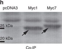 Anti-c-Myc antibody produced in rabbit ~0.5 mg/mL, affinity isolated antibody, buffered aqueous solution