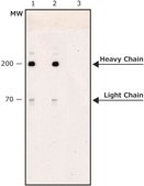 抗ミオシン（骨格、速筋型）抗体、マウスモノクロナール clone MY-32, purified from hybridoma cell culture