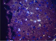Anti-Green Fluorescent Protein Antibody, clone 4I10, ZooMAb® Rabbit Monoclonal recombinant, expressed in HEK 293 cells