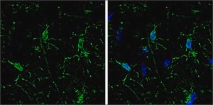 Monoclonal Anti-Iba1 antibody produced in mouse clone GT10312, affinity isolated antibody