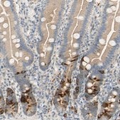 Anti-KIF11 antibody produced in rabbit affinity isolated antibody, Prestige Antibodies® Powered by Atlas Antibodies, buffered aqueous glycerol solution