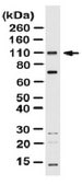Anti-TGN46, Antibody from rabbit, purified by affinity chromatography