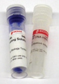 Lambda DNA Hind III Digest for DNA electrophoresis