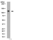 Anti-Drebrin A/E Antibody from rabbit, purified by affinity chromatography