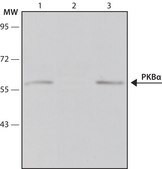 Monoclonal Anti-Protein Kinase Bα antibody produced in mouse clone PKB-175, ascites fluid
