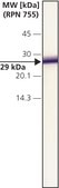 Anti-Calretinin antibody produced in rabbit affinity isolated antibody, buffered aqueous solution