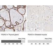 Anti-PDIA3 antibody produced in rabbit Ab2, Prestige Antibodies® Powered by Atlas Antibodies, affinity isolated antibody, buffered aqueous glycerol solution