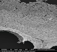 Gold microrods dispersion (H2O)