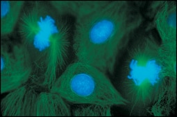 抗マウスIgG (全分子)–FITC ヤギ宿主抗体 affinity isolated antibody, buffered aqueous solution
