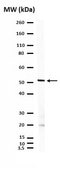 Anti-Cone Arrestin Antibody Chemicon®, from rabbit