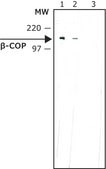 Monoclonal Anti-β-COP antibody produced in mouse clone maD, ascites fluid