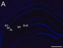 Anti-Connexin 45 Antibody, near CT, cytoplasmic Chemicon®, from rabbit