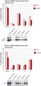 GenElute™ Direct mRNA Miniprep Kits sufficient for 10 purifications