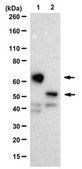 Anti-ENTPD1 Antibody from rabbit, purified by affinity chromatography