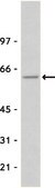 Anti-Src Antibody, clone GD11 clone GD11, Upstate®, from mouse