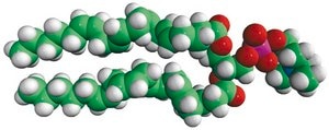 20:4 (Cis) PC 1,2-diarachidonoyl-sn-glycero-3-phosphocholine, chloroform