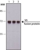 Anti-V5 antibody, Mouse monoclonal clone V5-10, purified from hybridoma cell culture