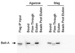 Anti-FLAG® M2 Magnetic Beads affinity isolated antibody