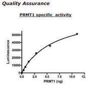 PRMT1 Active human recombinant, expressed in baculovirus infected insect cells, ≥70% (SDS-PAGE)