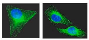 Anti-α-Tubulin Antibody, clone DM1A, Alexa Fluor™ 488 conjugate clone DM1A, Upstate®, from mouse