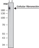 Monoclonal Anti-Fibronectin, Cellular antibody produced in mouse clone FN-3E2, ascites fluid
