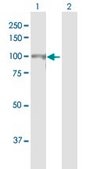 Anti-CUL4B antibody produced in mouse purified immunoglobulin, buffered aqueous solution