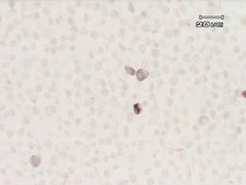 Anti-IDO (Indoleamine 2,3-Dioxygenase) Antibody, clone 10.1 clone 10.1, Upstate®, from mouse