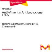 Anti-Vimentin Antibody, clone LN-6 culture supernatant, clone LN-6, Chemicon®