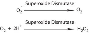 スーパーオキシドジスムターゼ ウシ recombinant, expressed in E. coli, lyophilized powder, ≥2500 units/mg protein, ≥90% (SDS-PAGE)