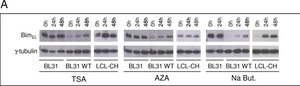 Anti-γ-Tubulin antibody, Mouse monoclonal clone GTU-88, ascites fluid