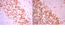 Anti-Galanin Antibody serum, from rabbit