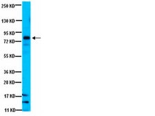 Anti-Notch 1 Antibody, NT serum, from rabbit