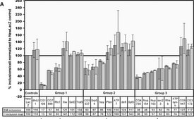 Anti-Huntingtin Protein Antibody, clone mEM48 culture supernatant, clone mEM48, Chemicon®
