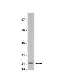Anti-p21/WAF1/Cip1 Antibody, clone CP74 clone CP74, Upstate®, from mouse