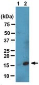 Anti-Dimethyl Histone H3 (Lys4) Antibody, clone CMA303 clone CMA303, from mouse